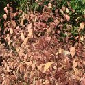 Callicarpa dichotoma automne P1D (2)